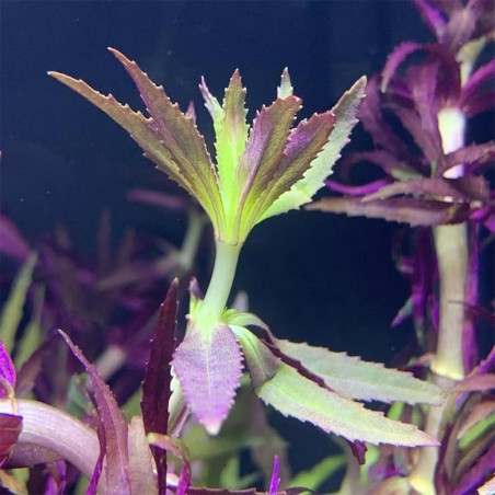 Limnophila Aromatica / Hippuroides