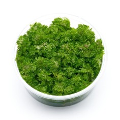 Limnophila Heterophylla (Sessiflora) in vitro