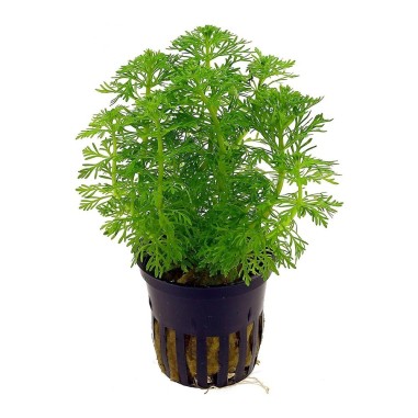 Limnophila Heterophylla/Sessiflora