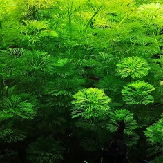 Limnophila Heterophylla/Sessiflora 2