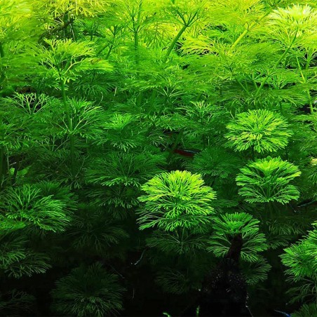 Limnophila Heterophylla/Sessiflora