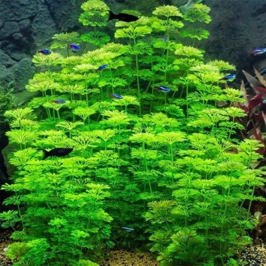 Limnophila Heterophylla/Sessiflora
