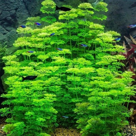 Limnophila Heterophylla/Sessiflora