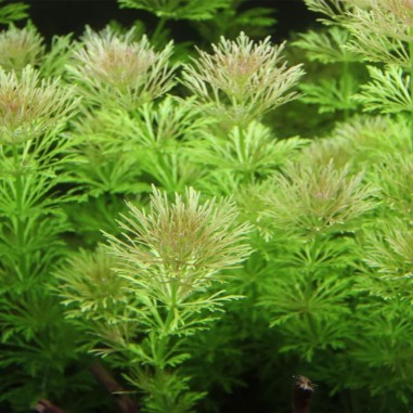 Limnophila Heterophylla/Sessiflora