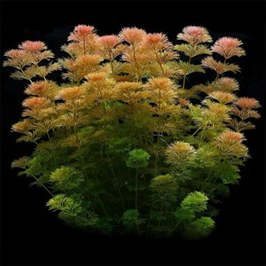 Limnophila Heterophylla/Sessiflora