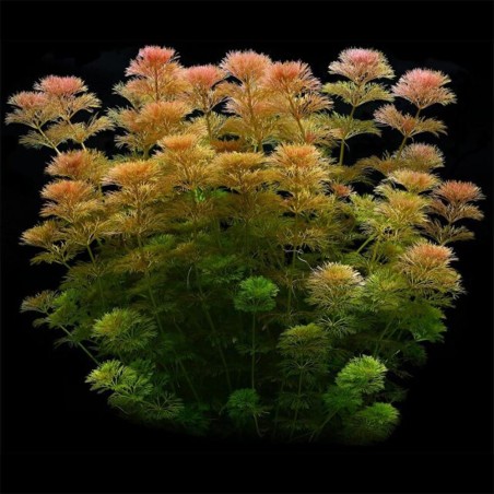 Limnophila Heterophylla/Sessiflora