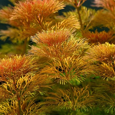 Limnophila Heterophylla/Sessiflora