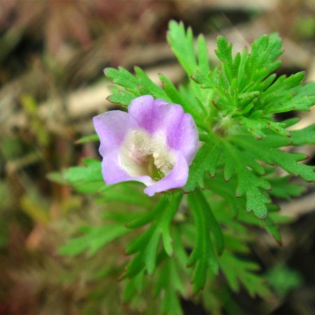 Limnophila Heterophylla/Sessiflora