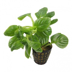 Limnophila Rugosa