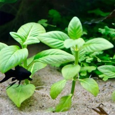 Limnophila Rugosa 2
