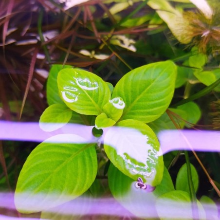 Limnophila Rugosa