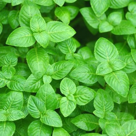 Limnophila Rugosa