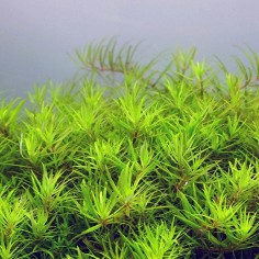 Limnophila Vietnam Mini in Vitro 2