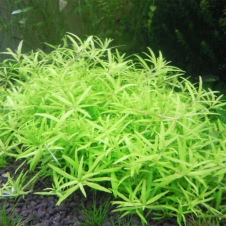 Limnophila Vietnam Mini in Vitro Limnophila Vietnam Mini in Vitro