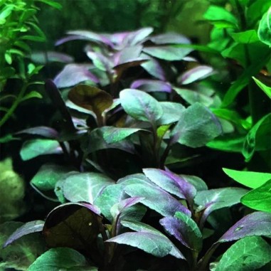 Lobelia Cardinalis