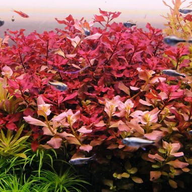 Ludwigia "Sp Mini Super Red" in vitro