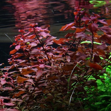 Ludwigia "Sp Mini Super Red" in vitro