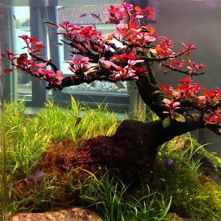 Ludwigia "Sp Mini Super Red" in vitro