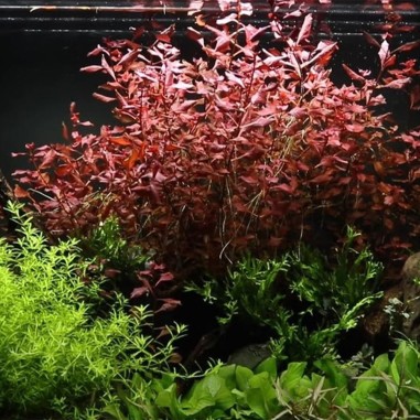 Ludwigia "Sp Mini Super Red" in vitro