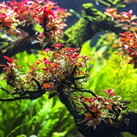 Ludwigia "Sp Mini Super Red" in vitro