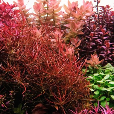 Ludwigia Arcuata
