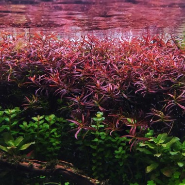 Ludwigia Arcuata