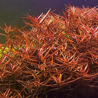 Ludwigia Arcuata
