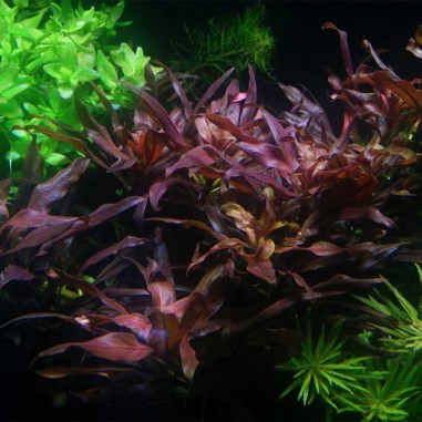 Ludwigia Glandulosa