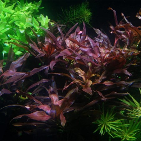 Ludwigia Glandulosa
