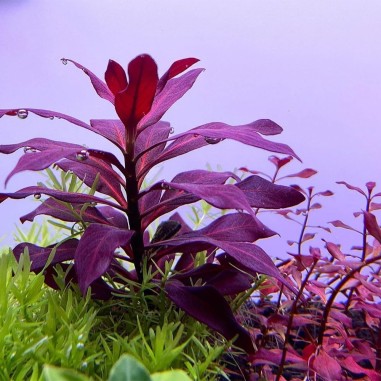 Ludwigia Glandulosa
