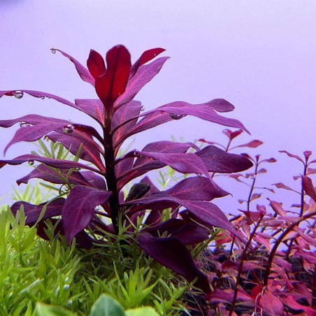 Ludwigia Glandulosa