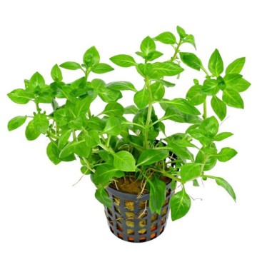 Ludwigia palustris 'Green'