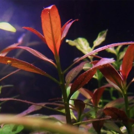 Ludwigia Peruviana