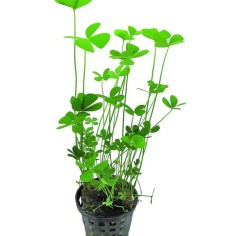 Marsilea Crenata