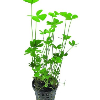 Marsilea Crenata