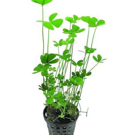 Marsilea Crenata