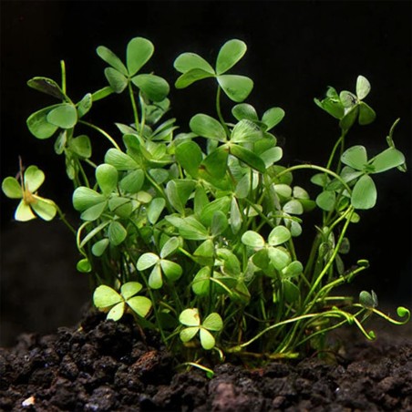 Marsilea Crenata in vitro