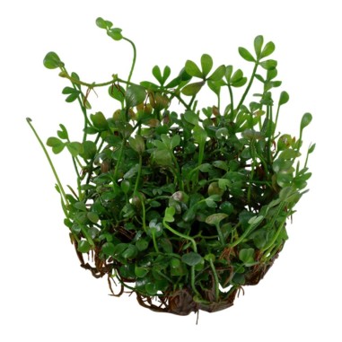 Marsilea Crenata in vitro