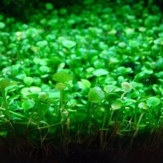 Marsilea Hirsuta in vitro 2