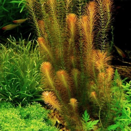 Mayaca Fluvialitis