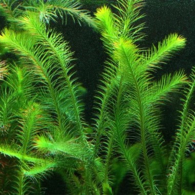 Mayaca Fluvialitis