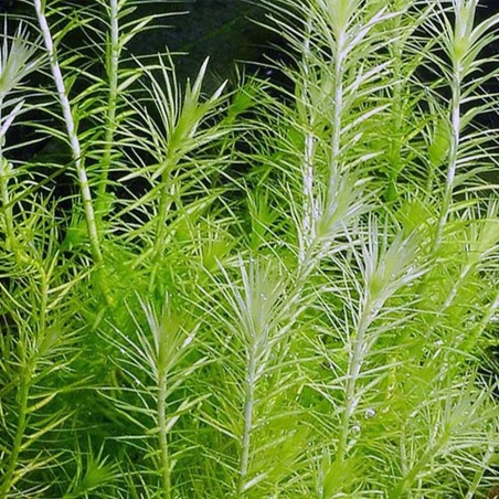 Mayaca Fluvialitis