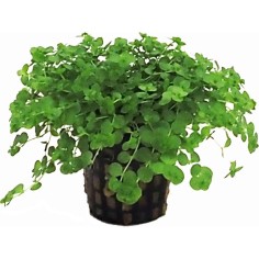 Micranthemum Umbrosum
