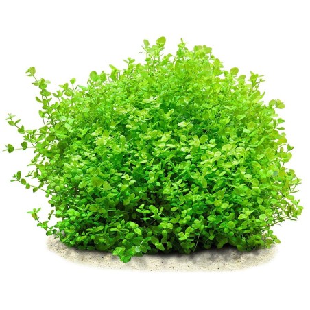 Micranthemum Umbrosum