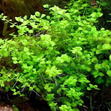 Micranthemum Umbrosum