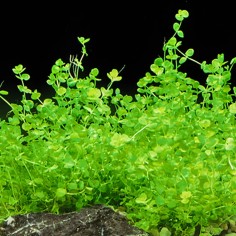 Micranthemum Umbrosum 2