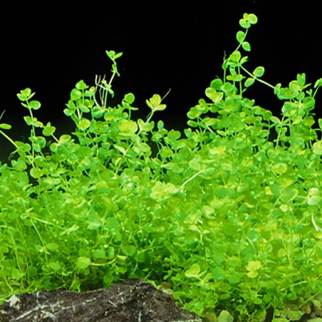 Micranthemum Umbrosum