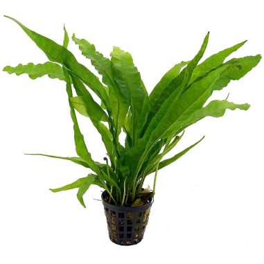 Microsorum Pteropus
