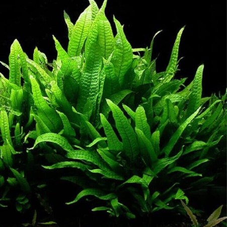 Microsorum Pteropus
