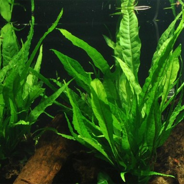 Microsorum Pteropus